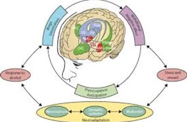 What is the addiction cycle?